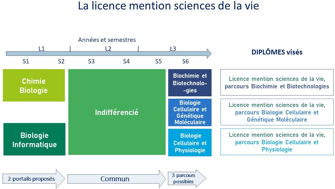 Schéma licence SV