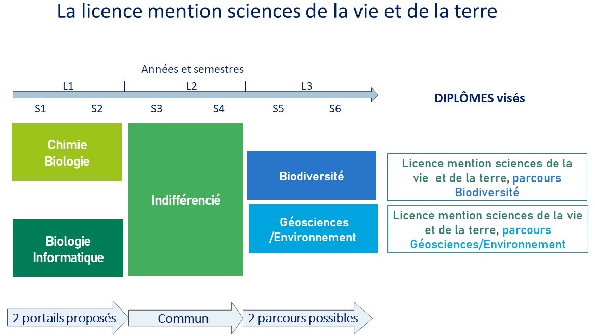 schéma licence SVT